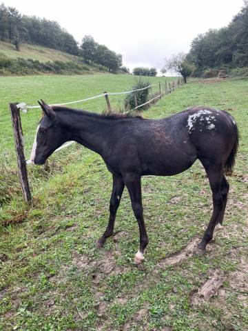 Little moon straw rock - pouliche appaloosa