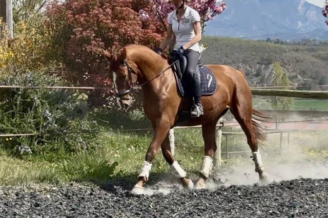 Jument sf polyvalente