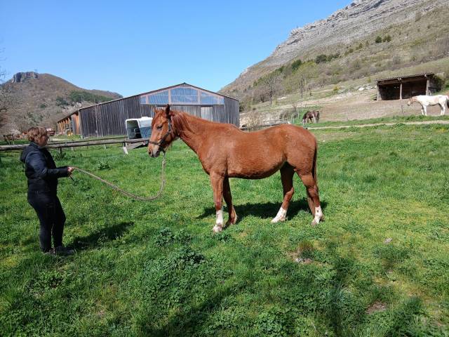 Jolie hongre typé arabe 