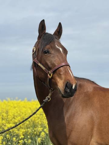 Nietzsche trotteur 3 ans 