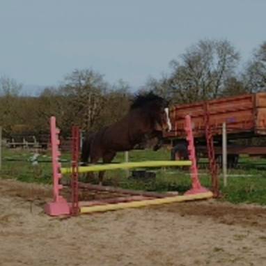 Ponette connemara 5 ans - 145 cms