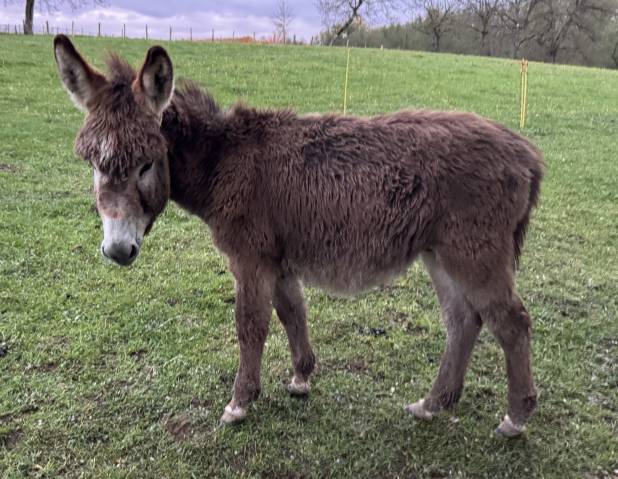ânon mâle – 6 mois – très doux et sociable