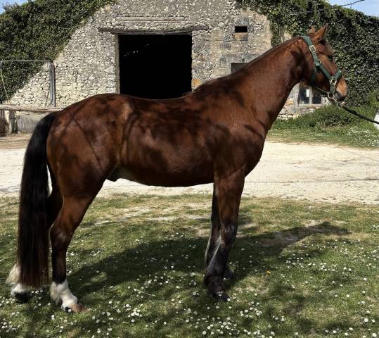 Poney français de selle 8 ans