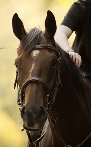 à vendre cheval polyvalent.