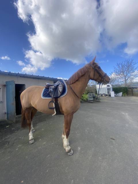 Selle cwd taille 17 pouces de 2019