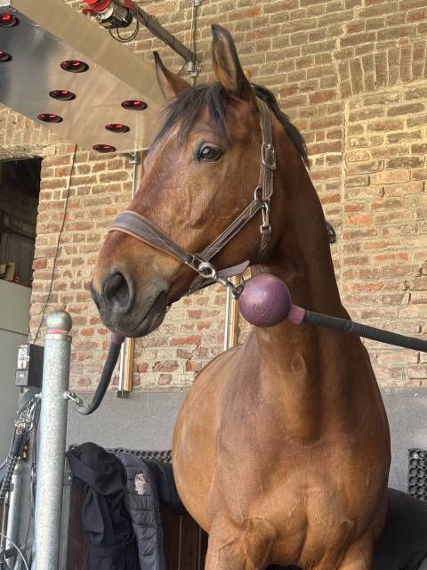 Hongre sf selle français 8ans 