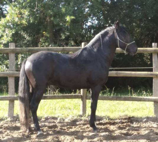 Paloma pamaro (pouliche pre pp)