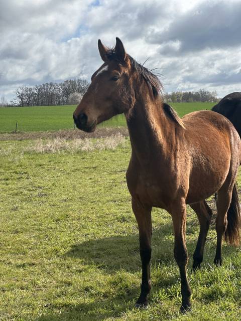 Nouméa jeune jument 3 ans 