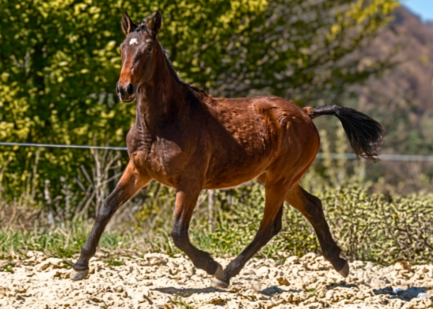 Hongre 2 ans - très bon trot / mental exceptionnel 