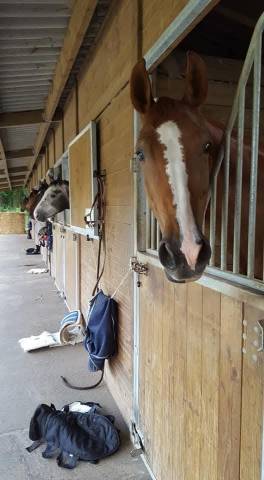 Corp de ferme avec installation équestre 