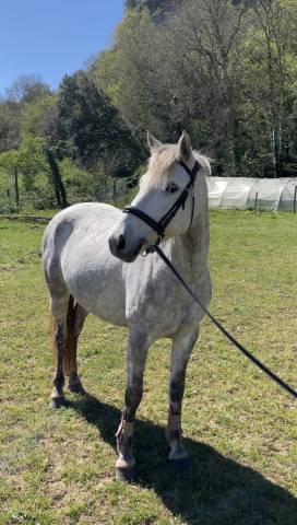 Jument prend 8ans pfs/connemara