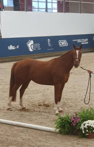 Jument 5 par bush vd heffink 