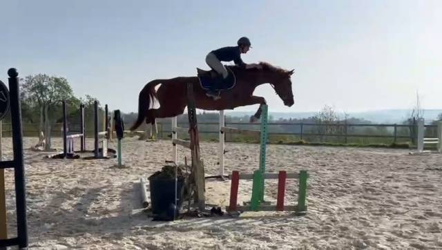 Jument 5 ans par bush vd heffink 