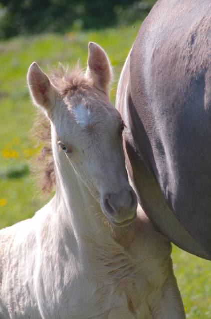 Poulain champagne dun