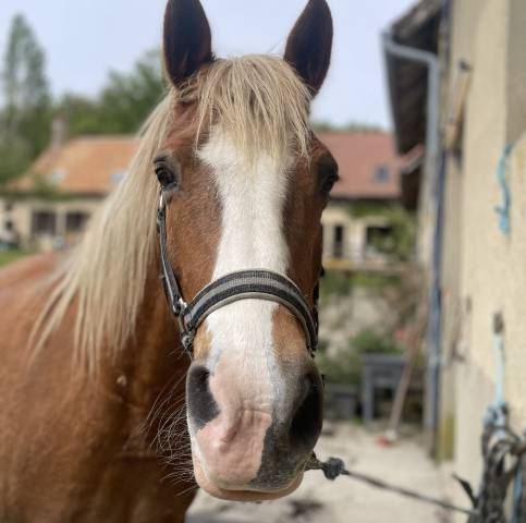 Magnifique demi-sang arabe oc 12 ans palomino