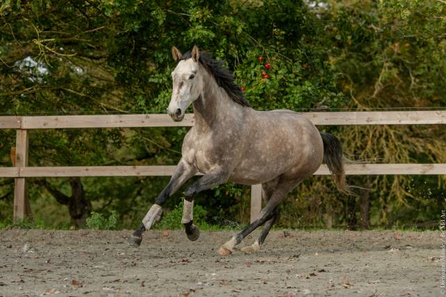 Jument - lusitanienne -  6 ans -  dressage - france 