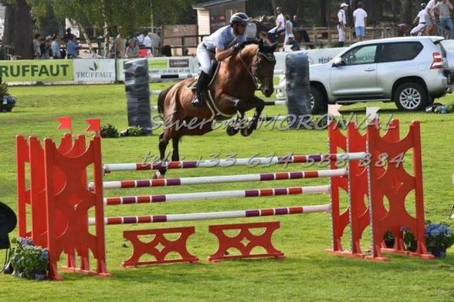 Jument sport / amateur