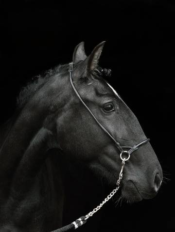 Jument psl noire