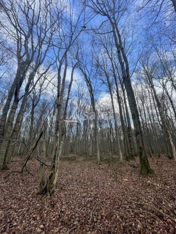Parcelles de bois