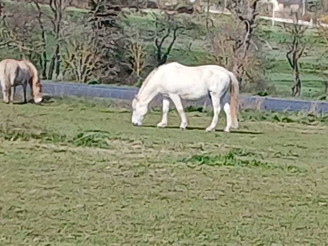 Cheval  espagnol 