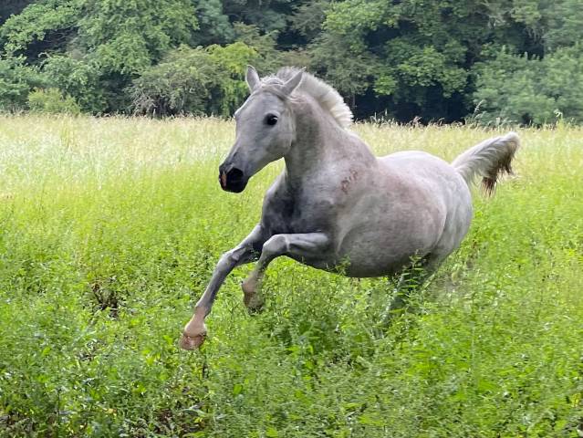 Cheval hongre pur sang arabe