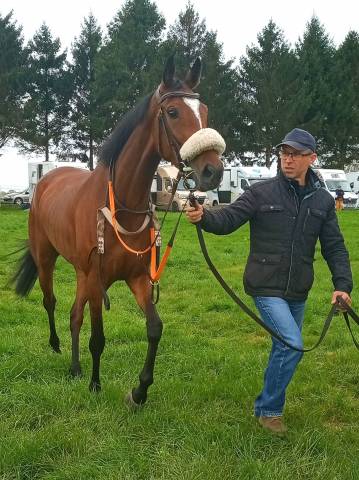 Jolie petite jument aqps de 5 ans pour loisir, élevage