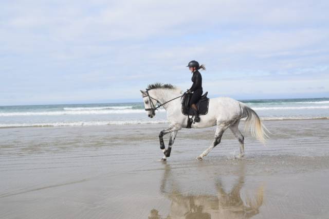 Gentil cheval aa pour loisirs et sport