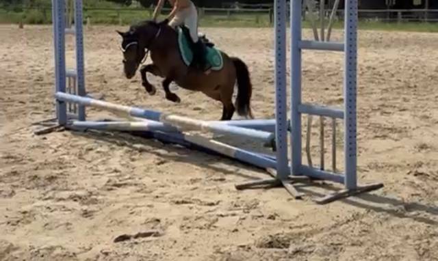 Ponette b wpb isabelle sooty de 8 ans