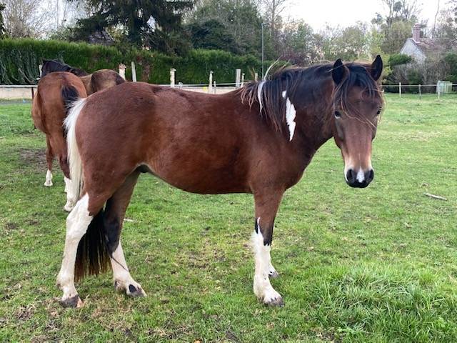 Adorable poney c polyvalent pour loisir cso dressage