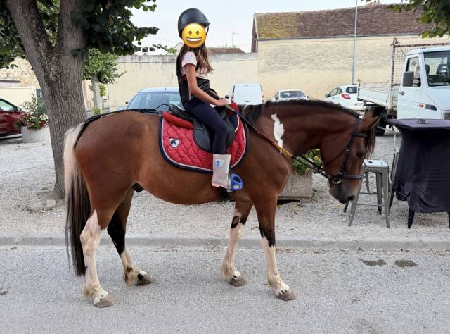 Adorable poney c polyvalent pour loisir cso dressage