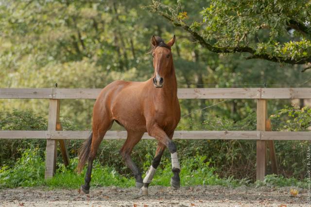 Hongre - lusitanien - 7 ans - dressage - france