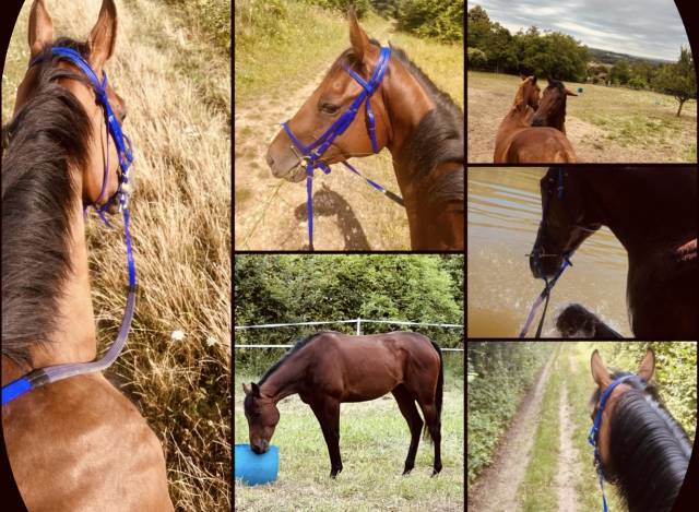 Pension chevaux écurie de propriétaire 
