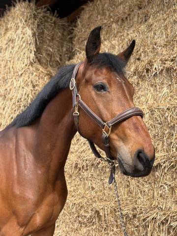 Jument 7 ans par andiamo semilly 