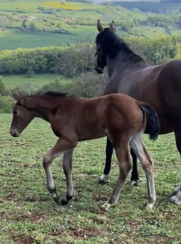 Superbe pouliche sf top origines 