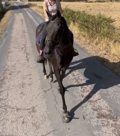 Jument 11ans pour loisirs