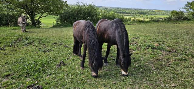 Donne ponette dartmoor et son fils hongre dartmoor 