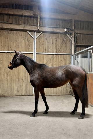 Magnifique anglo arabe de 4 ans cso, loisir, endurance 