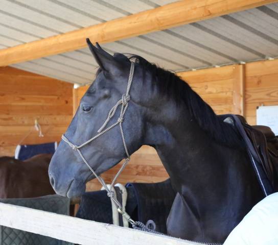 Hongre 5 ans poker de mariposa