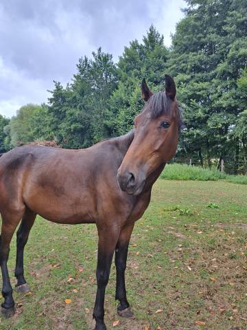 à vendre cheval onc, 8 ans – pour loisir / ba