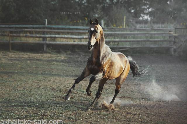 Saillie akhal-téké 