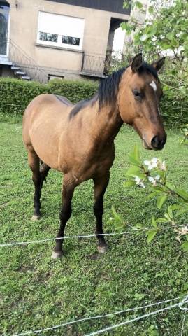 Hongre quarter horse 2 ans dun