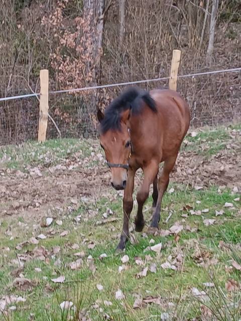 Pouliche 2025 demi sang arabe pp