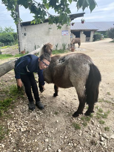 Adorable shetland oc pour enfants