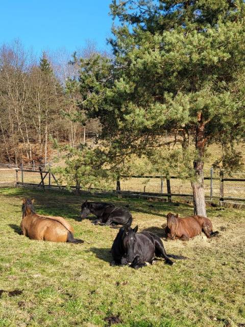 Propriété équestre a vendre 