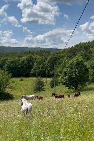 Pension chevaux au pré 