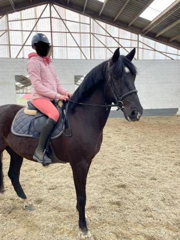 Hongre pre (pure race espagnol) 7 ans 