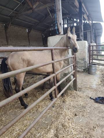 Poulain de 24 mois pure race espagnol 