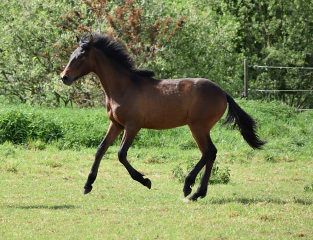 Poulain pre bai 1 an