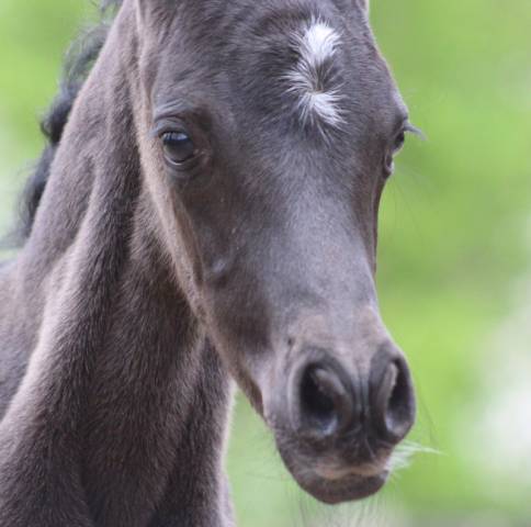 Pouliche noire 2026 avalon prima