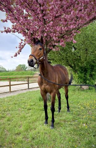 Jument sport loisirs 